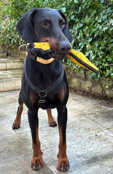 TULIO, unser bildhübscher Doberbube liebt all seine Menschen