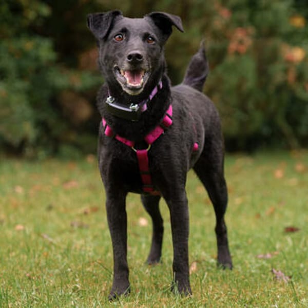 METTY, bezaubernde Hundedame sucht ihren Lieblingsmenschen
