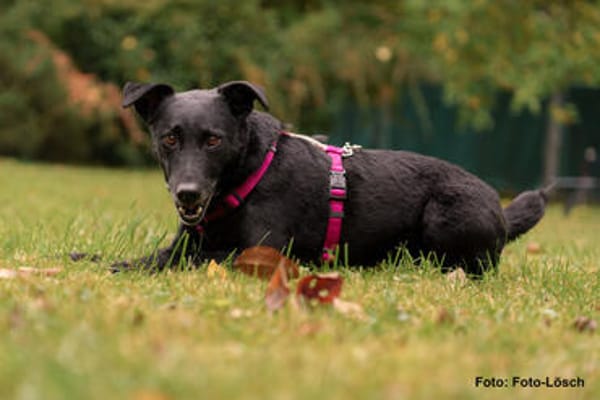 METTY, bezaubernde Hundedame sucht ihren Lieblingsmenschen