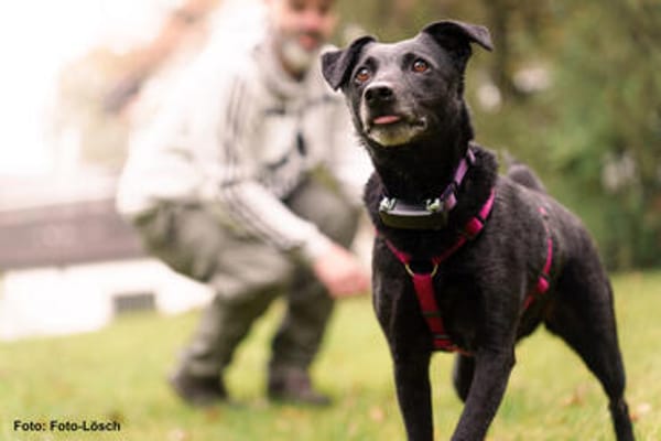METTY, bezaubernde Hundedame sucht ihren Lieblingsmenschen