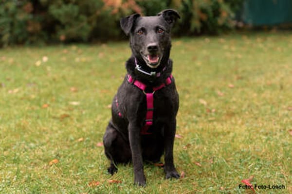 METTY, bezaubernde Hundedame sucht ihren Lieblingsmenschen