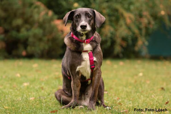 POLINA, Herzenshund und Sonnenschein