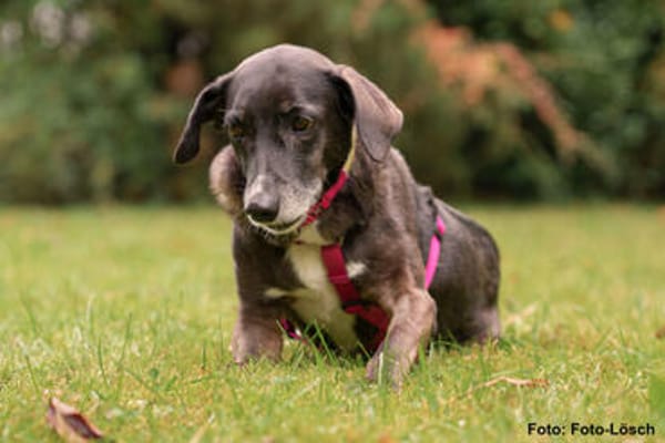 POLINA, Herzenshund und Sonnenschein