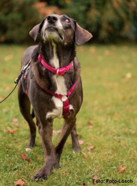 POLINA, Herzenshund und Sonnenschein