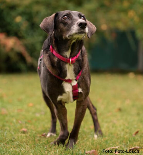 POLINA, Herzenshund und Sonnenschein