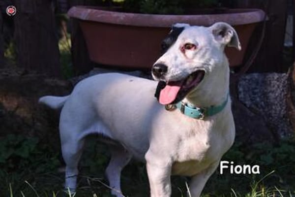 FIONA