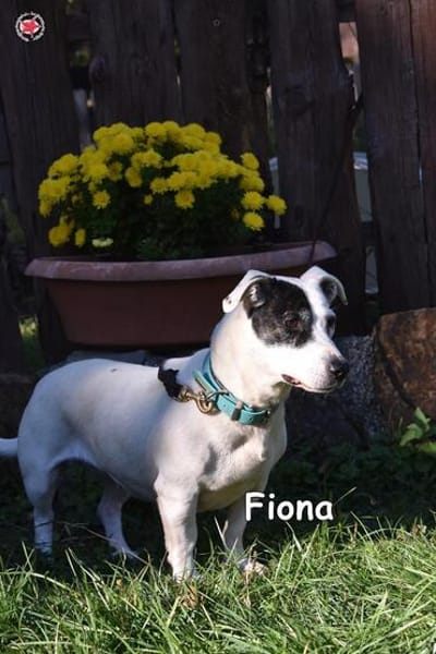 FIONA