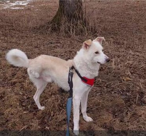 Misha sucht sein zuhause