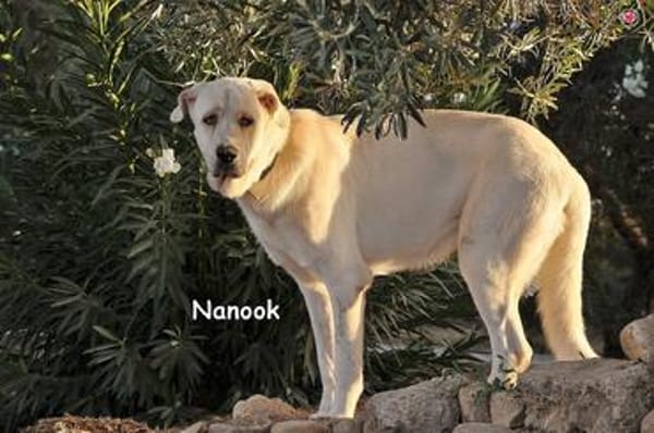 NANOOK