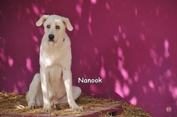 NANOOK