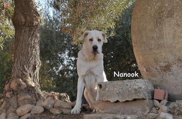NANOOK