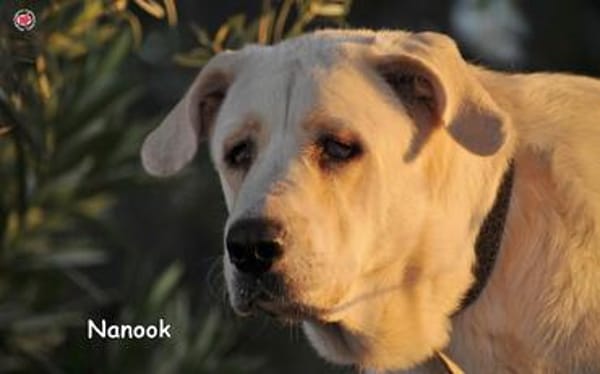 NANOOK