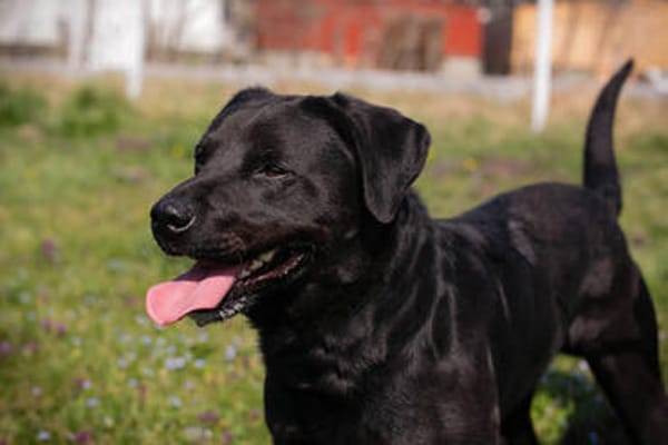 Ivar sucht sein Zuhause mit Herz und Hundeverstand