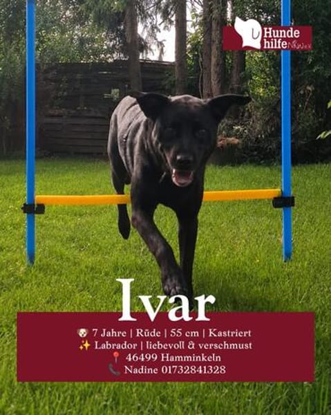 Ivar sucht sein Zuhause mit Herz und Hundeverstand