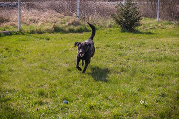 Ivar sucht sein Zuhause mit Herz und Hundeverstand