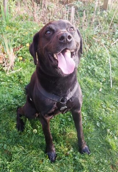 Ivar sucht sein Zuhause mit Herz und Hundeverstand