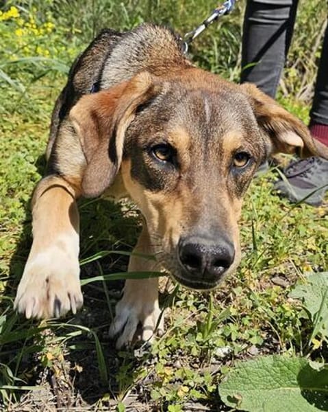 Brown sucht auf der Erde nach seinen Menschen