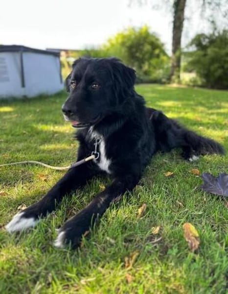 Alf sucht dringend ein ruhiges Zuhause bei erfahrenen Mensch