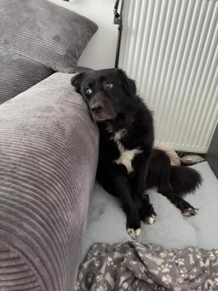 Alf sucht dringend ein ruhiges Zuhause bei erfahrenen Mensch