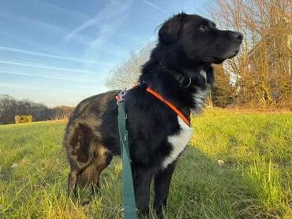 Alf sucht dringend ein ruhiges Zuhause bei erfahrenen Mensch