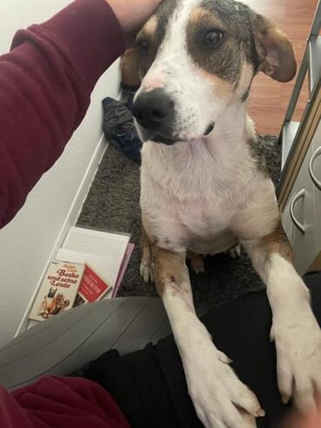 HENRY- Prinz Charming sucht sein Zuhause