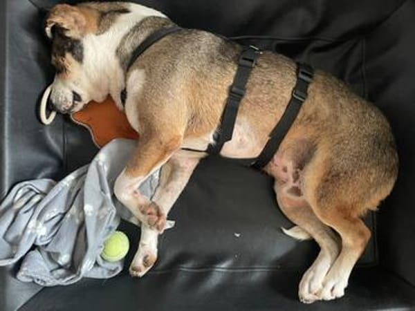 HENRY- Prinz Charming sucht sein Zuhause