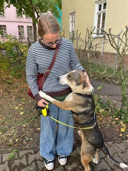 HENRY- Prinz Charming sucht sein Zuhause