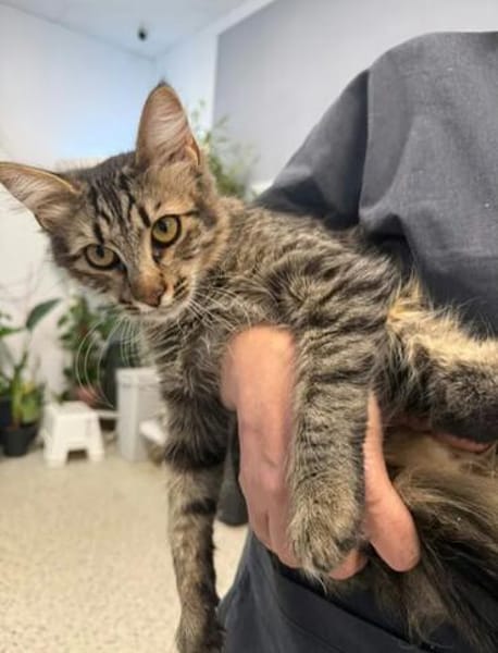 Fluffy Fröhlicher Kater sucht verspielte Familie