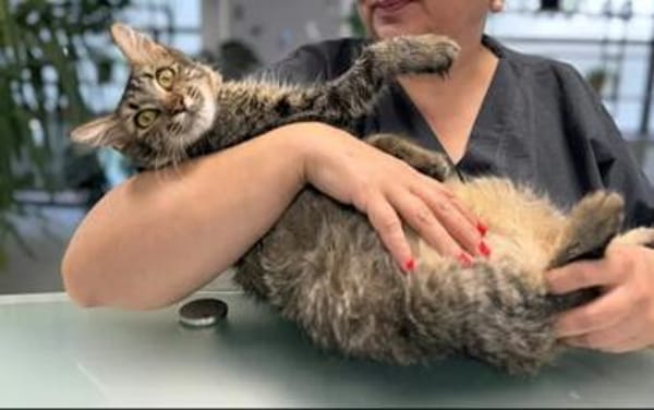 Fluffy Fröhlicher Kater sucht verspielte Familie