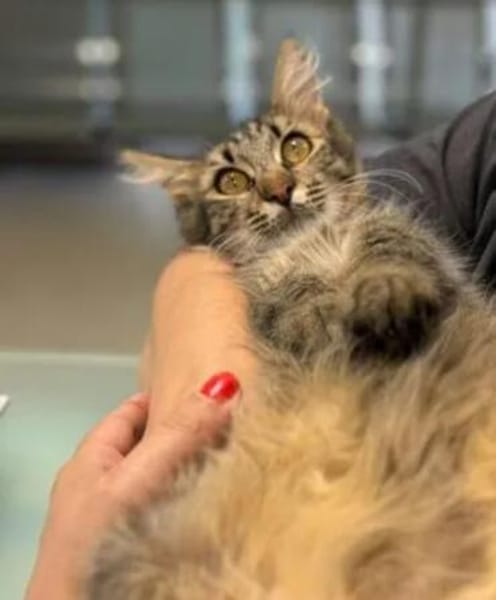 Fluffy Fröhlicher Kater sucht verspielte Familie