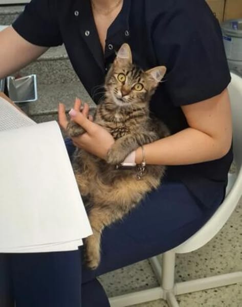 Fluffy Fröhlicher Kater sucht verspielte Familie