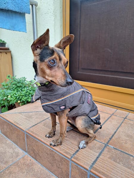 Rusty1 sucht ihr Zuhause - *NEUE FOTOS!!*