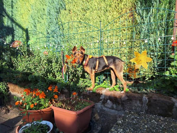 Rusty1 sucht ihr Zuhause - *NEUE FOTOS!!*