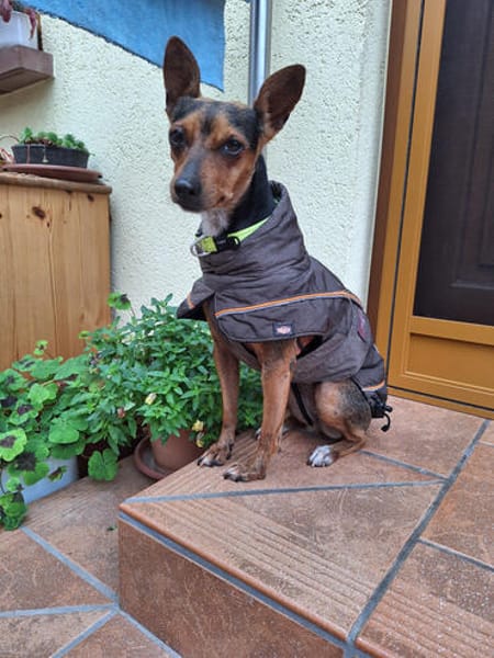 Rusty1 sucht ihr Zuhause - *NEUE FOTOS!!*