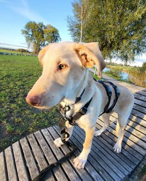Mango - jetzt Mika - eigener Wirkungskreis gesucht!