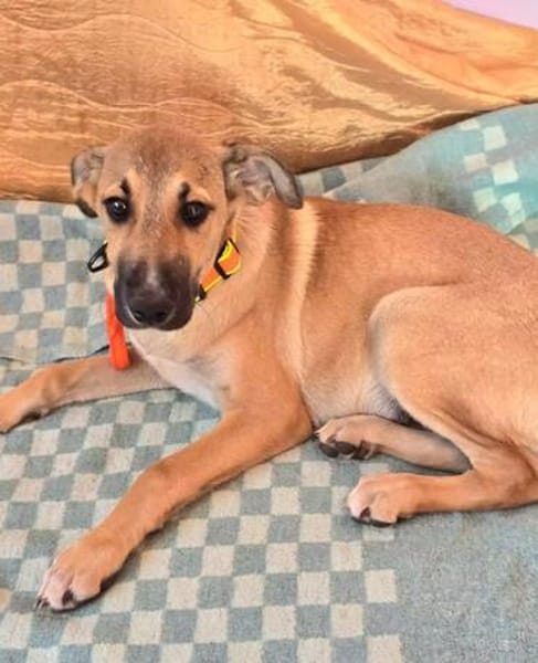 Wer schenkt Hund Cooper ein liebevolles Zuhause?