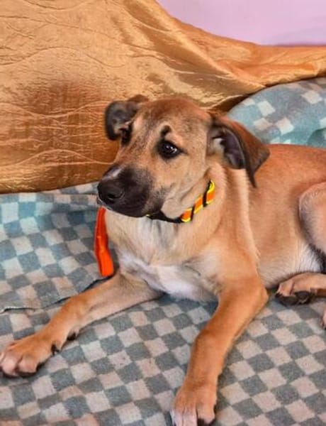 Wer schenkt Hund Cooper ein liebevolles Zuhause?