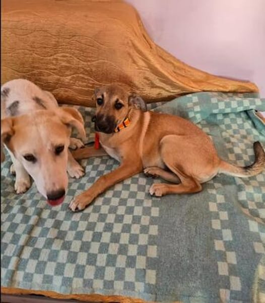 Wer schenkt Hund Cooper ein liebevolles Zuhause?