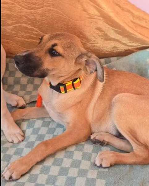 Wer schenkt Hund Cooper ein liebevolles Zuhause?
