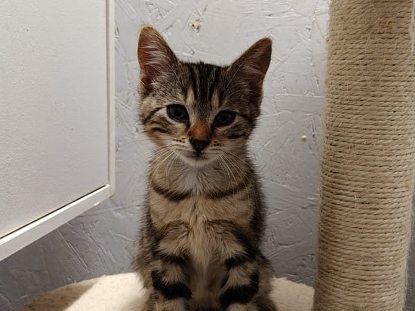 Elvis