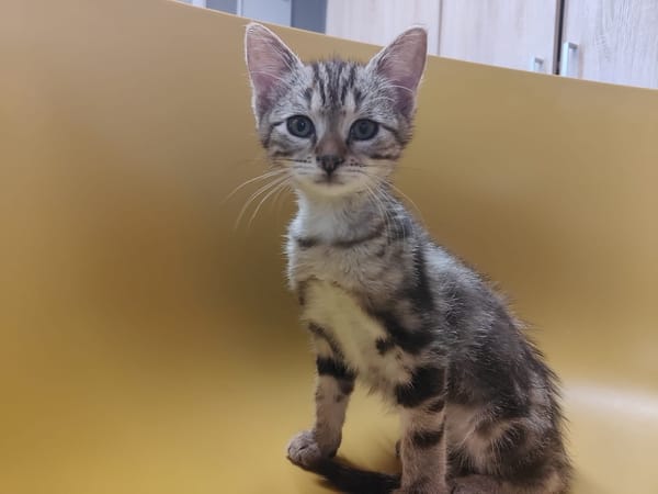 Elvis