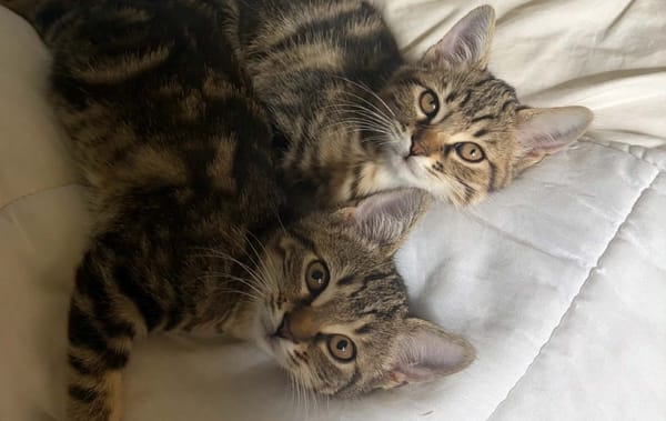 Paquerette [Chaton]