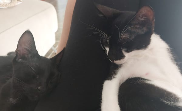 RAYO ET COSMO