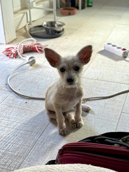 Viktor, un petit bijou
