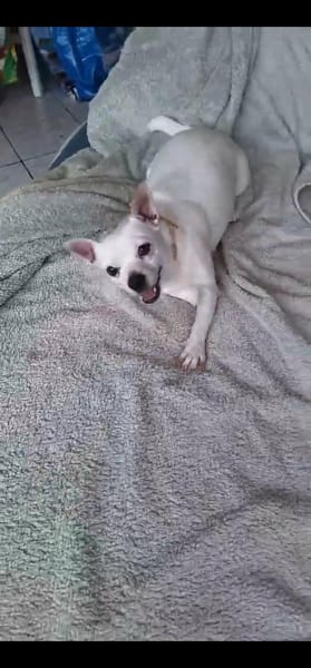 Poupi petite chihuahua pleine d'amour