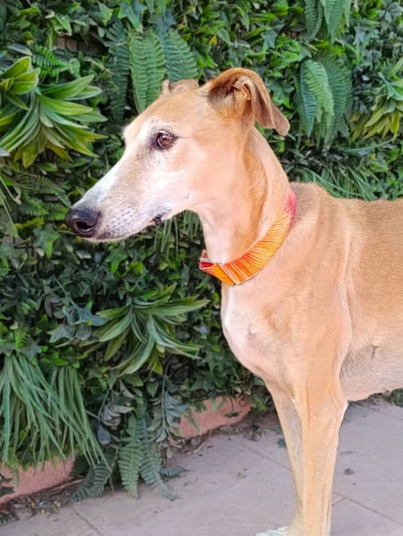 TRUDI