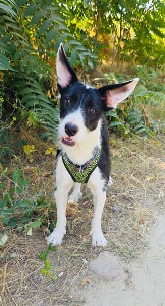 Dumbo sucht ein Zuhause