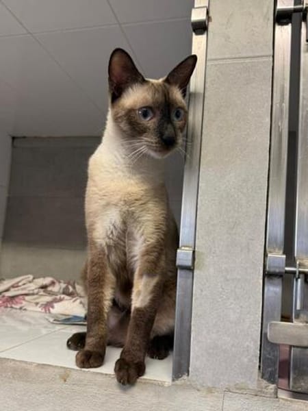 Marc - zutraulicher, aktiver Siam-Mix-Kater