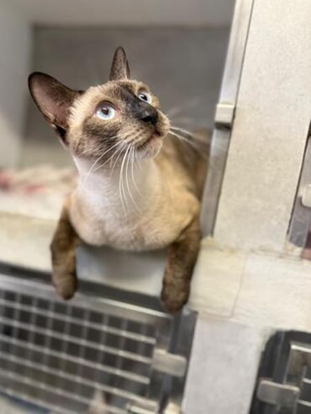 Marc - zutraulicher, aktiver Siam-Mix-Kater