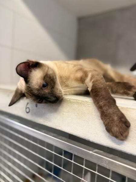 Marc - zutraulicher, aktiver Siam-Mix-Kater
